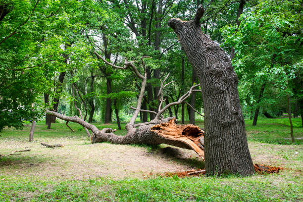Tree and Shrub Care in Skyline Ganipa, NM